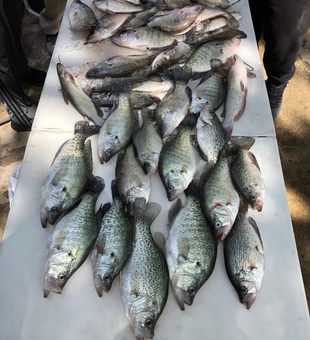 Crappie catches at Lake Lewisville!